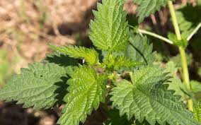 L'ORTIE, UNE PLANTE AUX MILLE VERTUES!