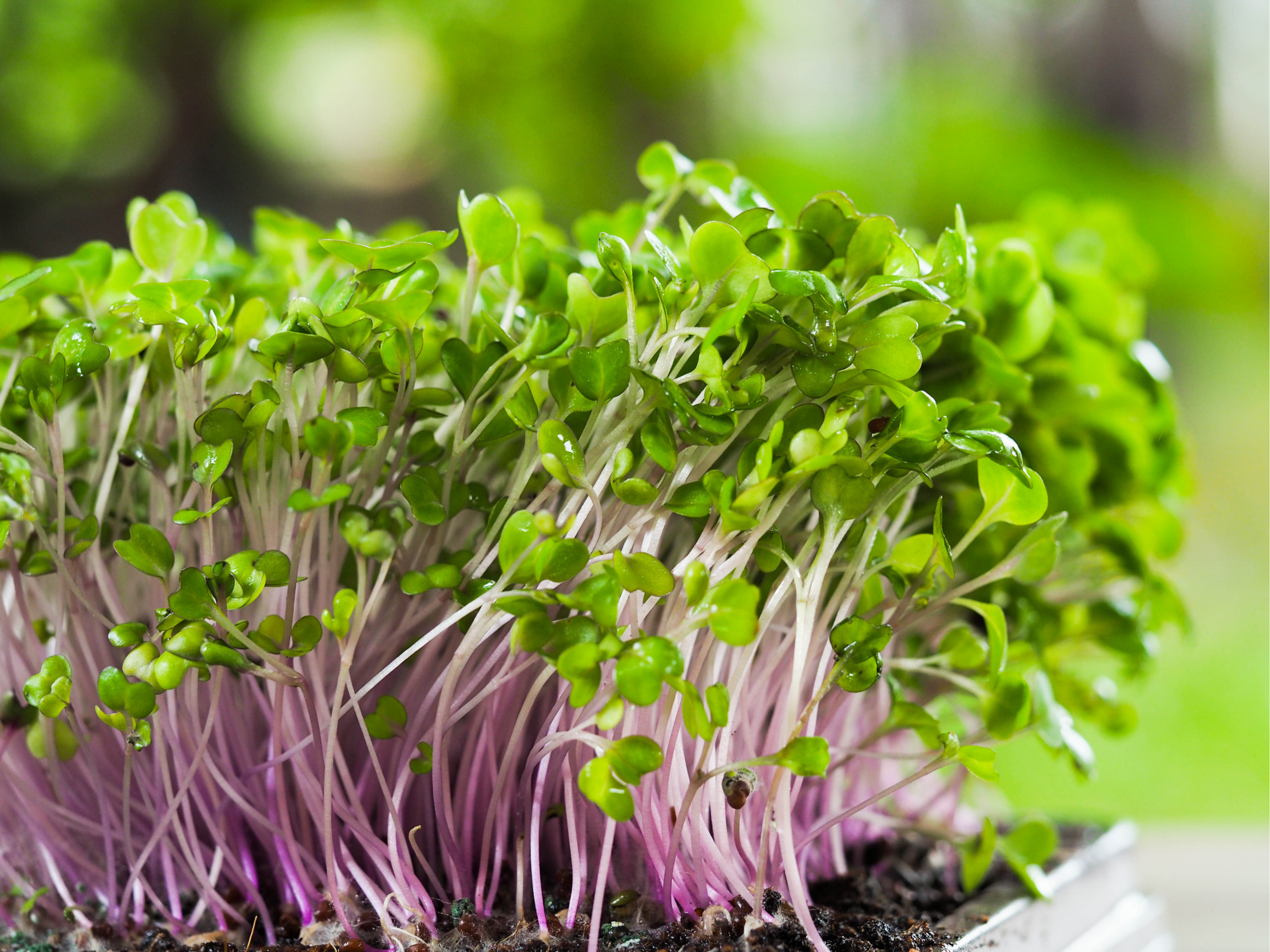 COURS DE GERMINATIONS ET POUSSES